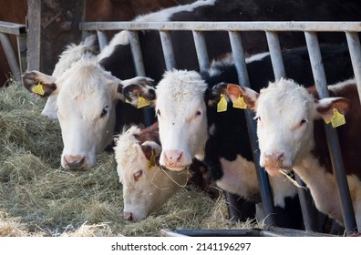 BUCKINGHAMSHIRE, UK - April 13, 2021. Young Hereford cows, livestock in a cowshed or barn. Hereford beef cattle business
