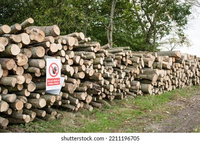 BUCKINGHAMSHIRE, UK - October 17, 2021. Logs Stacked In UK Woodland Ready To Use For Biomass Heating