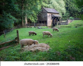 Bucks County Sheep Pasture With Old Wooden Mill