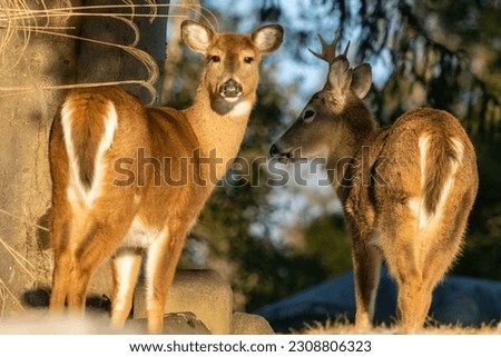 Bucks have antlers whereas does have no antlers. One of the main differences that can be traced between the doe and a buck is in their tracks.