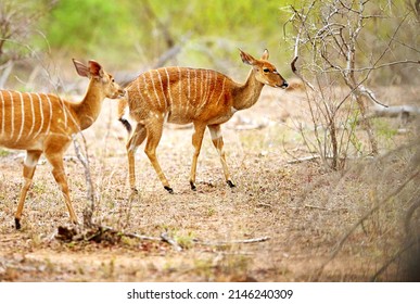 Bucks Are Never Far Apart. Cropped Shot Of Two Female Nyala On The Plains Of Africa.