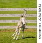 buckskin colored foal filly colt baby horse running free in field grass pasture or paddock with safe wood board fencing in background vertical image room for type safe fencing for foals cute animal 