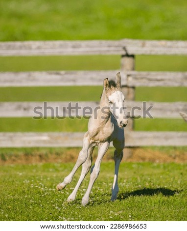buckskin colored foal filly colt baby horse running free in field grass pasture or paddock with safe wood board fencing in background vertical image room for type safe fencing for foals cute animal 