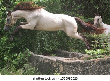 Buckskin Horse Jumping Over Ruins