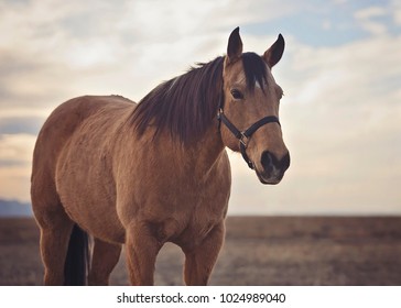 Buckskin Horse At Sunset