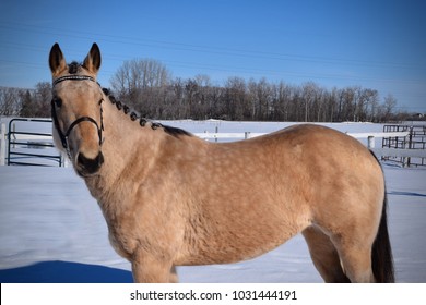 Buckskin Quarter Horse