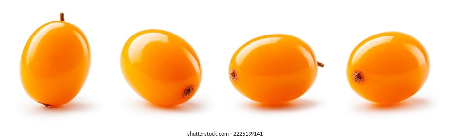 Buckthorn isolated. Sea buckthorn collection on white background. Buckthorn berries set with clipping path. Full depth of field.