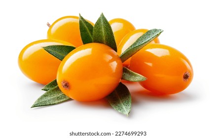 Buckthorn isolated. Sea buckthorn with leaves on white background. Buckthorn berries with clipping path. Full depth of field. Perfect retouched image. 