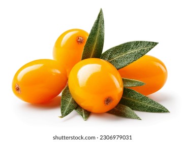 Buckthorn isolated. Sea buckthorn with leaves on white background. Buckthorn berries with clipping path. Full depth of field. Perfect retouched image. 