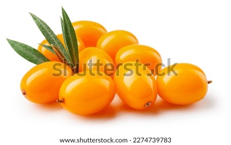Buckthorn isolated. Sea buckthorn with leaves on white background. Perfect retouched buckthorn berries with clipping path. Full depth of field.