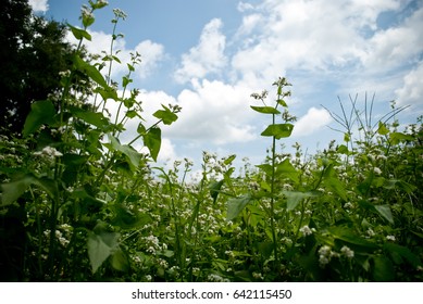 Buckwheat Cover Crop