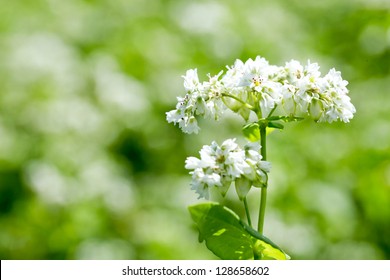 Buckwheat Field