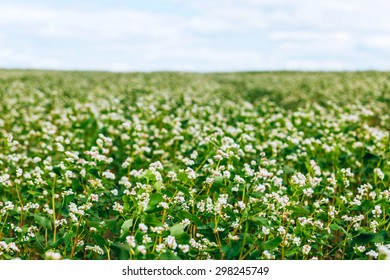 Buckwheat Field