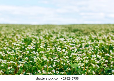 Buckwheat Field