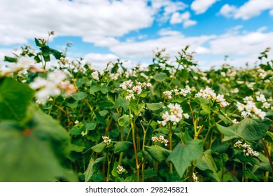 Buckwheat Field