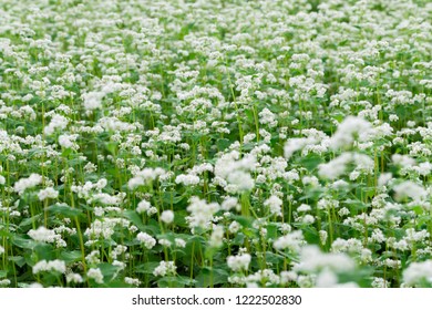 Buckwheat Field, Flower