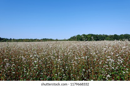 
buckwheat fields in the valley of the Grand Morin river