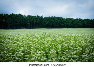 Buckwheat Flower In Jeju, Korea, Nature