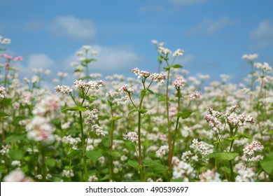 Buckwheat Flower On The Field