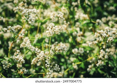 Buckwheat flowering in the field. White buckwheat flowers in summer - Powered by Shutterstock