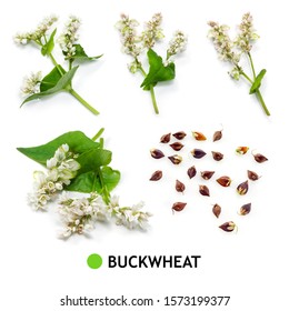 Buckwheat Isolated On White. Buckwheat Grain, Seed, Flower, Leaf, Branch On White.