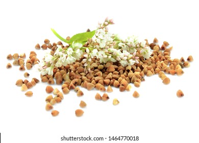 Buckwheat Plant With White Flowers And Seeds. Buckwheat Plant White Blossom. Buckwheat Seeds And Fresh Flowers Isolated On White Background. Buckwheat Flower Isolated On White.