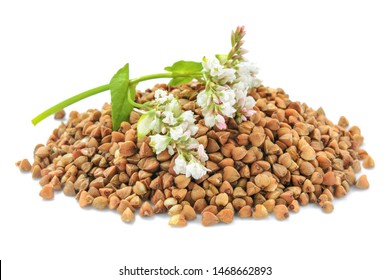 Buckwheat Plant With White Flowers And Seeds. Buckwheat Plant White Blossom. Buckwheat Seeds And Fresh Flowers Isolated On White Background. Buckwheat Flower Isolated On White.