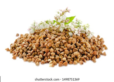 Buckwheat Plant With White Flowers And Seeds. Buckwheat Plant White Blossom. Buckwheat Seeds And Fresh Flowers Isolated On White Background. Buckwheat Flower Isolated On White.