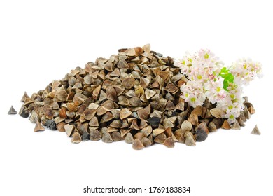 Buckwheat Plant With White Flowers And Seeds. Buckwheat Plant White Blossom. Buckwheat Seeds And Fresh Flowers Isolated On White Background. Buckwheat Flower Isolated On White.