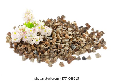 Buckwheat Plant With White Flowers And Seeds. Buckwheat Plant White Blossom. Buckwheat Seeds And Fresh Flowers Isolated On White Background. Buckwheat Flower Isolated On White.