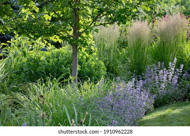 A Bucolic Late Afternoon Scene Of  Reed Grass, Pale Blue Walkers Low Catmint And Shade From An Autumn Blaze Maple Tree.