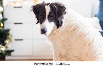 Bucovina Shepherd Dog Portrait At Home