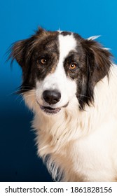 Bucovina Shepherd Dog Portrait On Blue