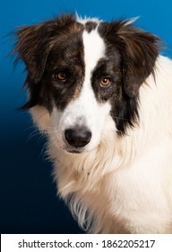 Bucovina Shepherd Dog Portrait On Blue