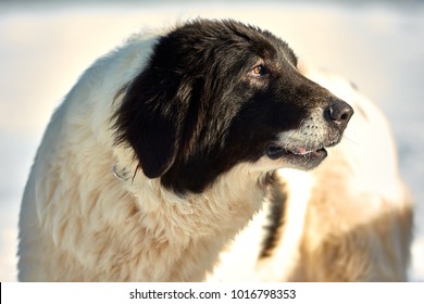 Bucovina Shepherd Dog In The Snow