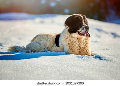 Bucovina Shepherd Dog In The Snow