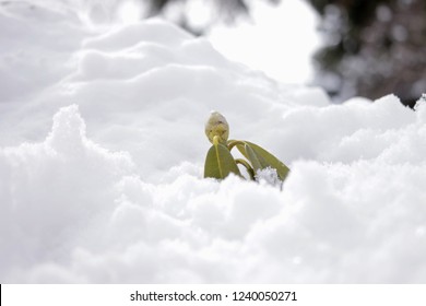 Bud Breaking Out Of Mound Of Snow