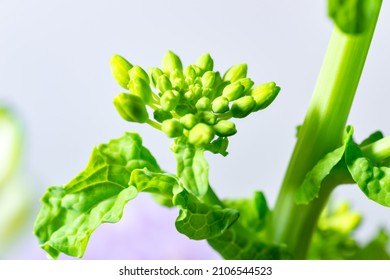 Bud of canola flower (Brassica rapa)