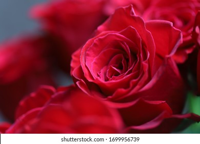 

Bud Of A Dark Pink Rose Close-up