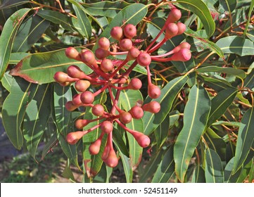 Bud Of Gum Tree Eucalyptus Phytocarpa