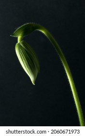 The Bud Of A Lady's Slipper Orchid Flower In The Early Stages Of Developing. Orchid Flowers Are A Complex Structure That Often Mimics The Insects The Plant Targets To Ensure Pollination