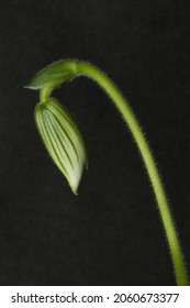 The Bud Of A Lady's Slipper Orchid Flower In The Early Stages Of Developing. Orchid Flowers Are A Complex Structure That Often Mimics The Insects The Plant Targets To Ensure Pollination