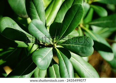 Bud and leathery leaves of domestic decorative evergreen plant Pittosporum tobira