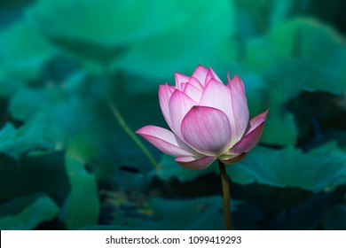 Lotus Background Hd Stock Images Shutterstock