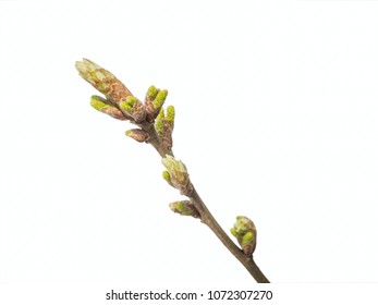 Bud Of Oak Tree Isolated On A White Background