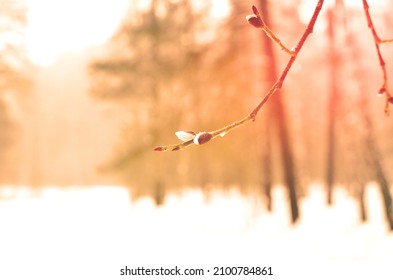 Bud on branch of the willow tree in winter on sunset with blurred background. Branches of a willow trees in budburst in season of the onset of spring and the end of winter. Bud on branch of willow. 
