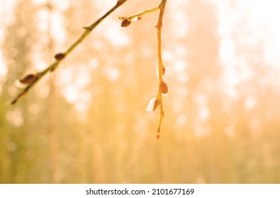 Bud on branch of the willow tree in winter on sunset with blurred background. Branches of a willow trees in budburst in season of the onset of spring and the end of winter. Bud on branch of willow. 

