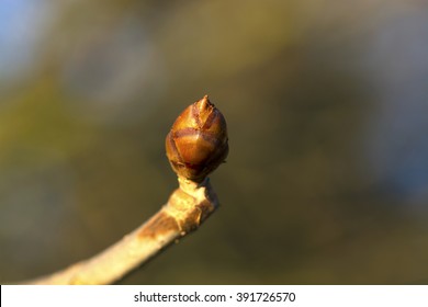 Bud on a tree.