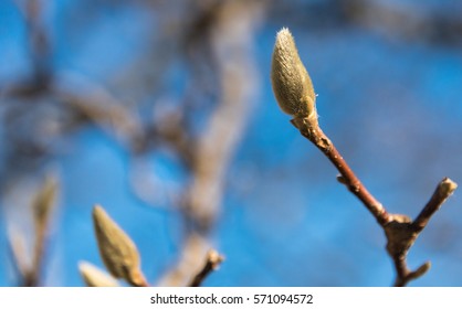 Bud on a tree