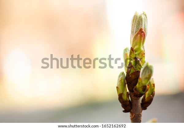 Bud on a tree horse chestnut in
spring in background of cars. plants in city. Greening
yards.